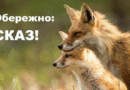 УСКЛАДНЕННЯ ЕПІЗООТИЧНОЇ СИТУАЦІЇ ЗІ СКАЗУ НА ТЕРИТОРІЇ ОДЕСЬКОЇ ОБЛАСТІ
