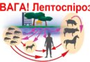 Профілактика лептоспірозу