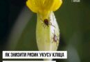 Сезон активності кліщів у розпалі